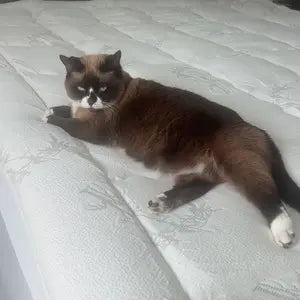 S** D**s review image 1